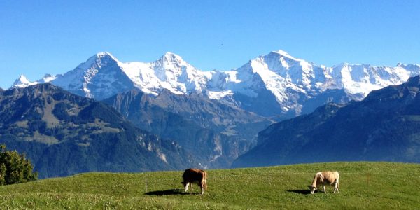 interlaken top tours